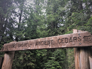 Check It: North Idaho's Ancient Cedars