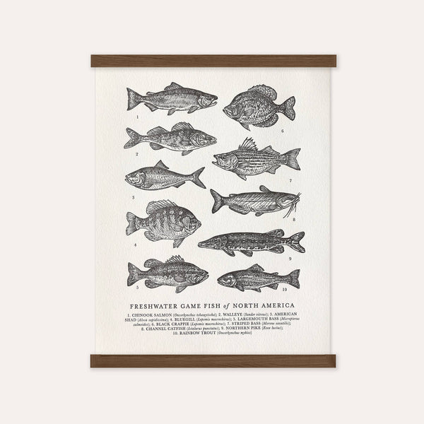 Guide to Freshwater Fish Art Print