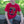 Load image into Gallery viewer, Kids Red Campfire Bear Tee
