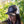 Load image into Gallery viewer, CDA IDAHO Logo Black Heather Trucker Hat
