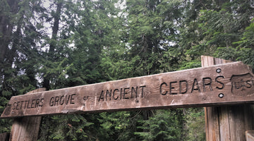 Check It: North Idaho's Ancient Cedars