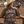 OG Gem State Stampede Horse Rider Tee (Espresso)