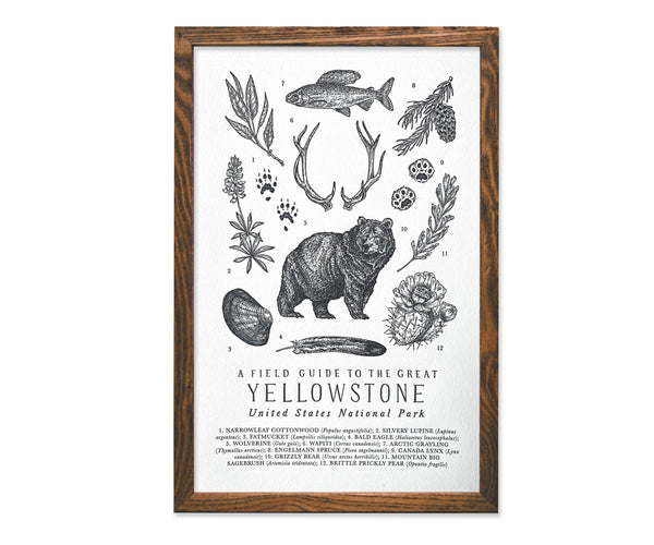 Yellowstone National Park Field Guide
