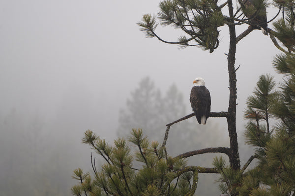 Eagle Foggy Woods Postcard