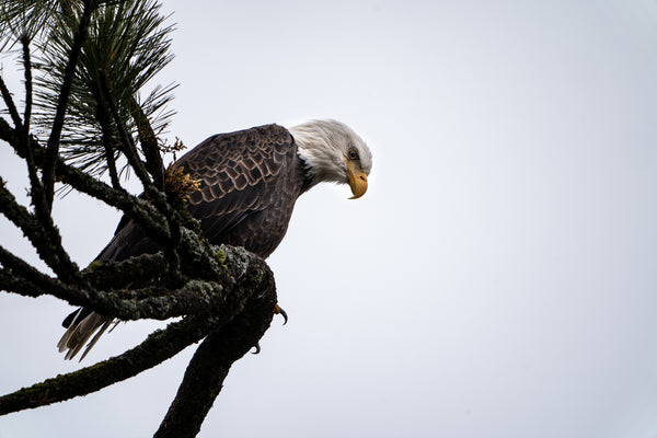 Eagle Ready To Pounce Postcard