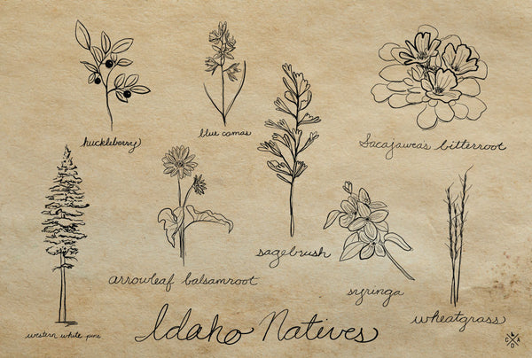 Idaho Native Plants Postcard