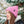 Load image into Gallery viewer, Pink Tweed Beanie (CDA Logo)
