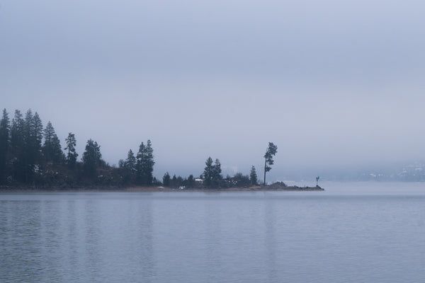 Tubbs Tree Fog Postcard